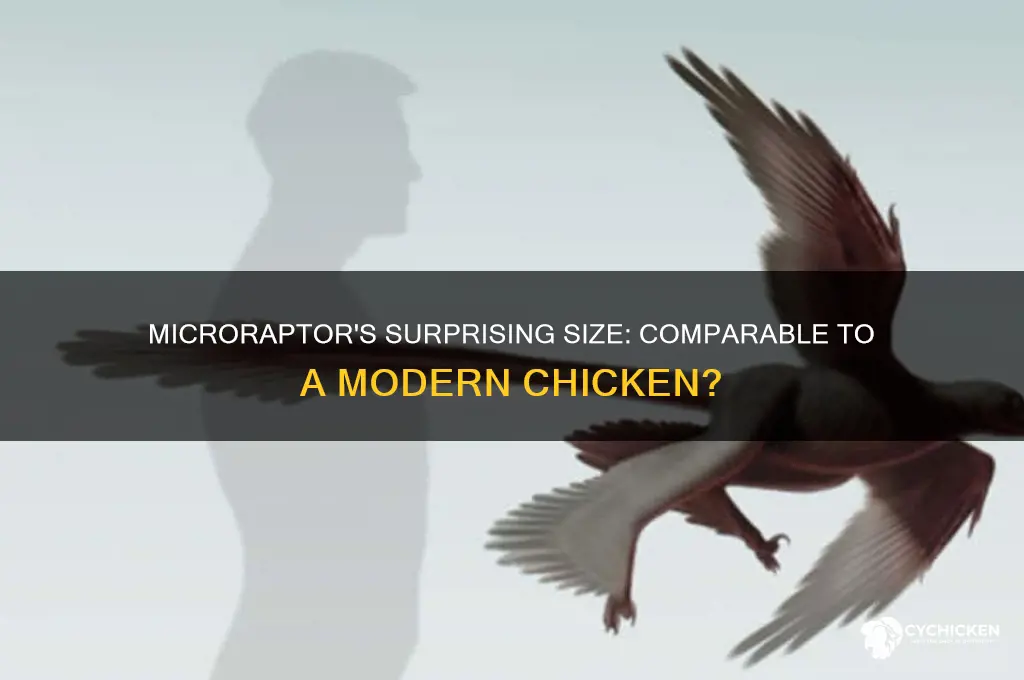 how big is a microraptor size of chicken