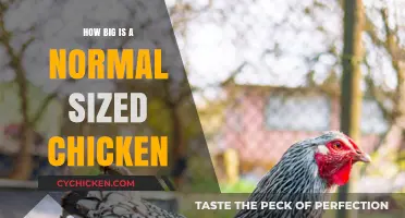 Understanding the Average Size of a Standard Chicken Breed