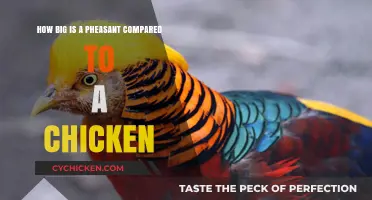 Pheasants vs Chickens: Size and Comparison