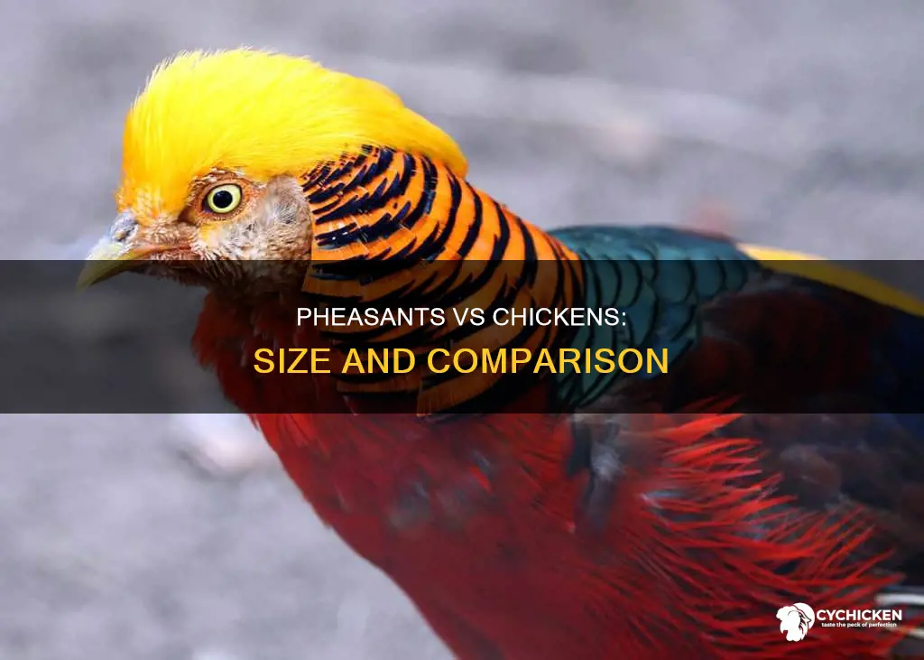 how big is a pheasant compared to a chicken