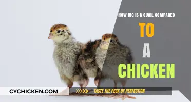 Quail vs. Chicken: Understanding Their Size Difference