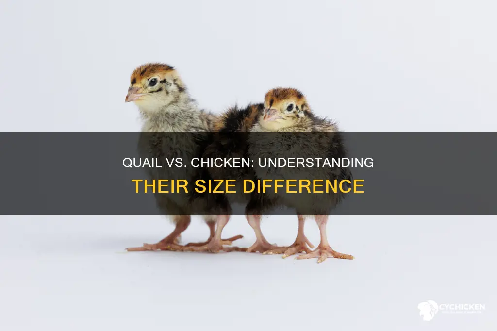 how big is a quail compared to a chicken