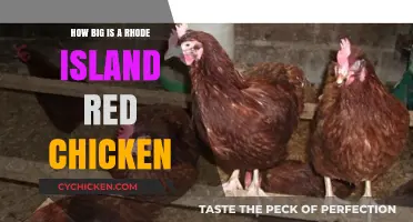 Rhode Island Red Chicken Size: A Comprehensive Guide to Their Dimensions
