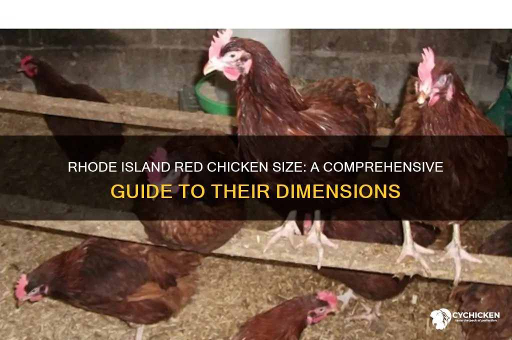 how big is a rhode island red chicken