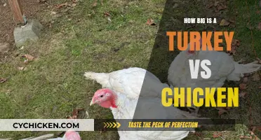 Turkey vs Chicken: Size Comparison and Culinary Differences Explained