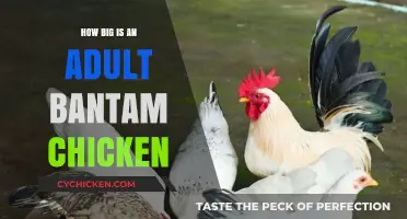 Adult Bantam Chicken Size: Understanding Their Compact Dimensions
