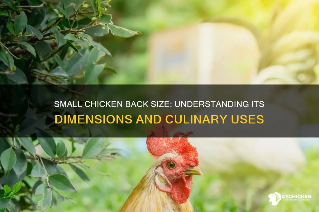 how big is one small chicken back