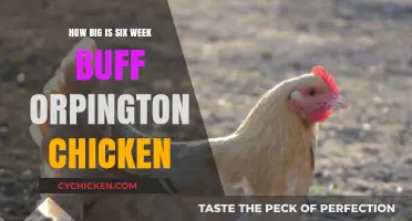 Six-Week Buff Orpington Chickens: Size, Growth, and Care Tips