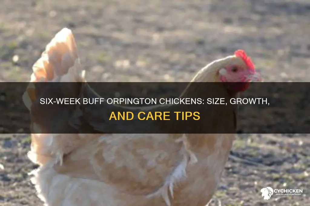 how big is six week buff orpington chicken