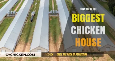 Exploring the Massive Scale of the World's Largest Chicken House