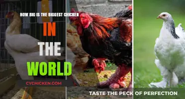 World's Largest Chicken: How Big is Big?