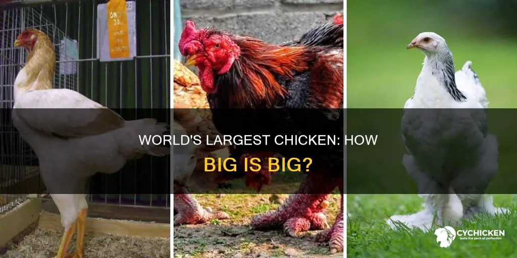 how big is the biggest chicken in the world