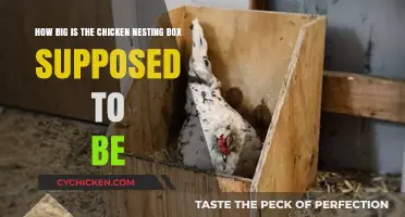 Chicken Nesting Box: How Big Should It Be?
