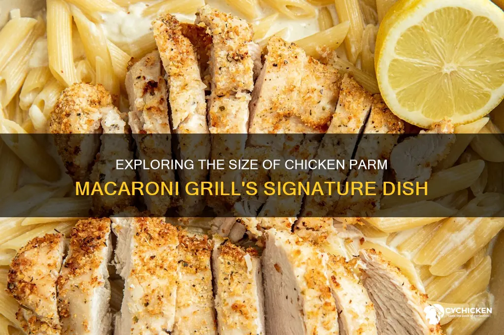how big is the chicken parm macorini grll