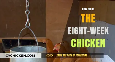 Eight-Week Chicken Size: Understanding Growth and Development