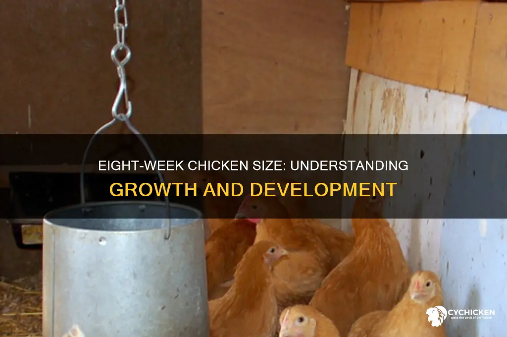 how big is the eight-week chicken