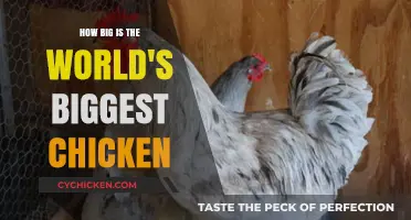 World's Biggest Chicken: Unbelievable Size and Fascinating Facts Revealed