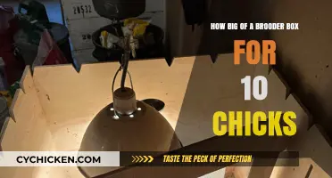 Brooder Box Basics: 10 Chicks, How Big?