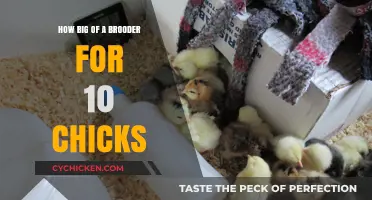 Choosing the Right Brooder Size for Your 10 Chick Flock