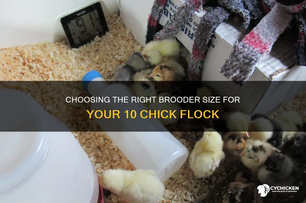 how big of a brooder for 10 chicks