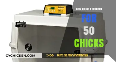 Choosing the Right Brooder Size for 50 Happy, Healthy Chicks