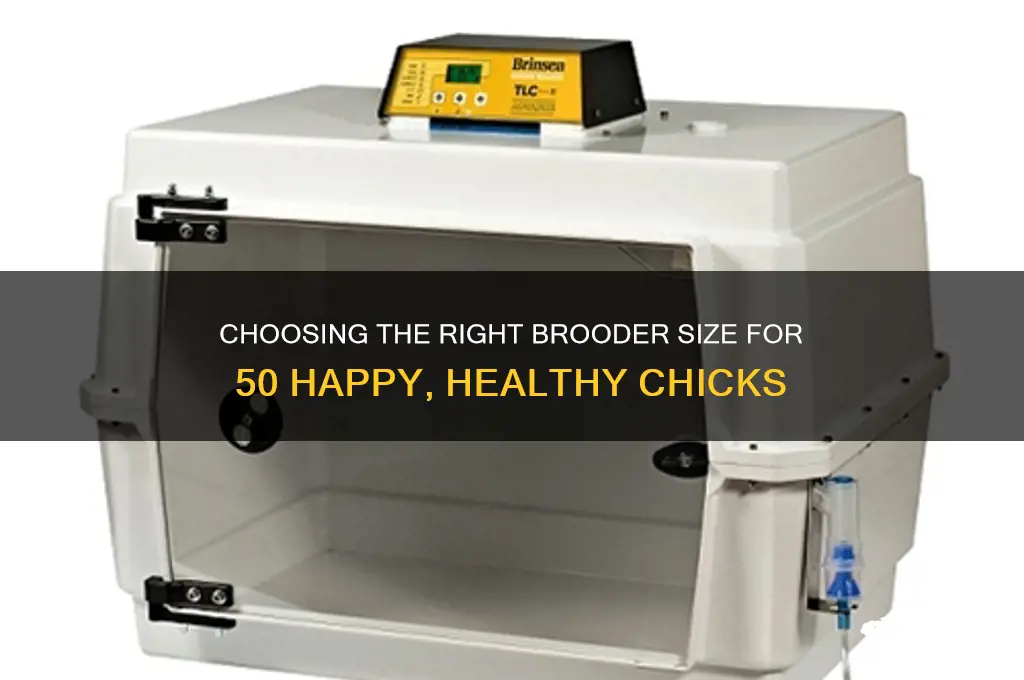how big of a brooder for 50 chicks