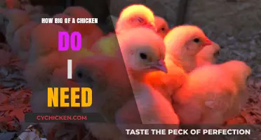 Choosing the Right Chicken Size for Your Flock and Needs