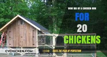 Spacious Chicken Run: How Much Space Do 20 Chickens Need?