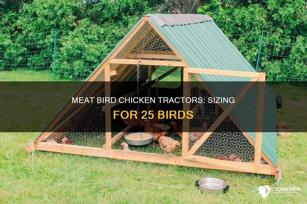how big of a chicken tractor for 25 meat birds