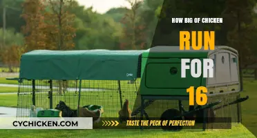 Ideal Chicken Run Size: Spacious Enclosure Tips for 16 Chickens