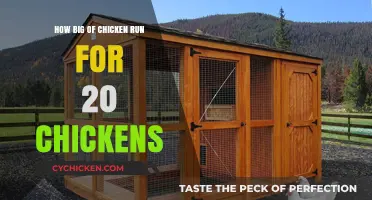 Sizing Your Chicken Run: Ideal Space for 20 Happy Hens