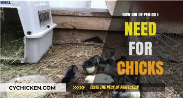 Choosing the Right Pen Size for Your Chicks