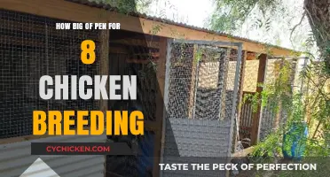 Optimal Pen Size for Breeding 8 Chickens: A Comprehensive Guide