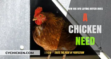 Spacious Chicken Coops: How Much Space Do They Need?