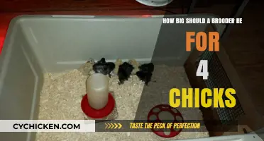 Brooder Space: Ideal Size for Four Chicks