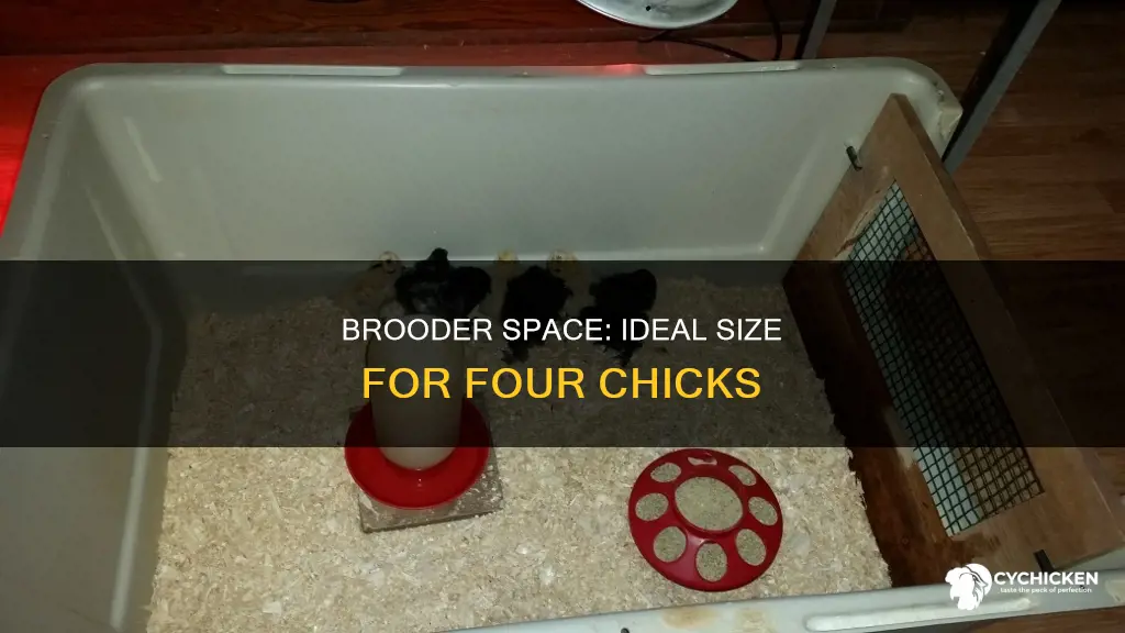how big should a brooder be for 4 chicks