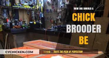 Choosing the Right Chick Brooder Size for Healthy Growth