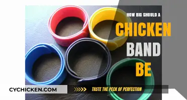 Choosing the Right Size Chicken Band for Your Flock's Comfort