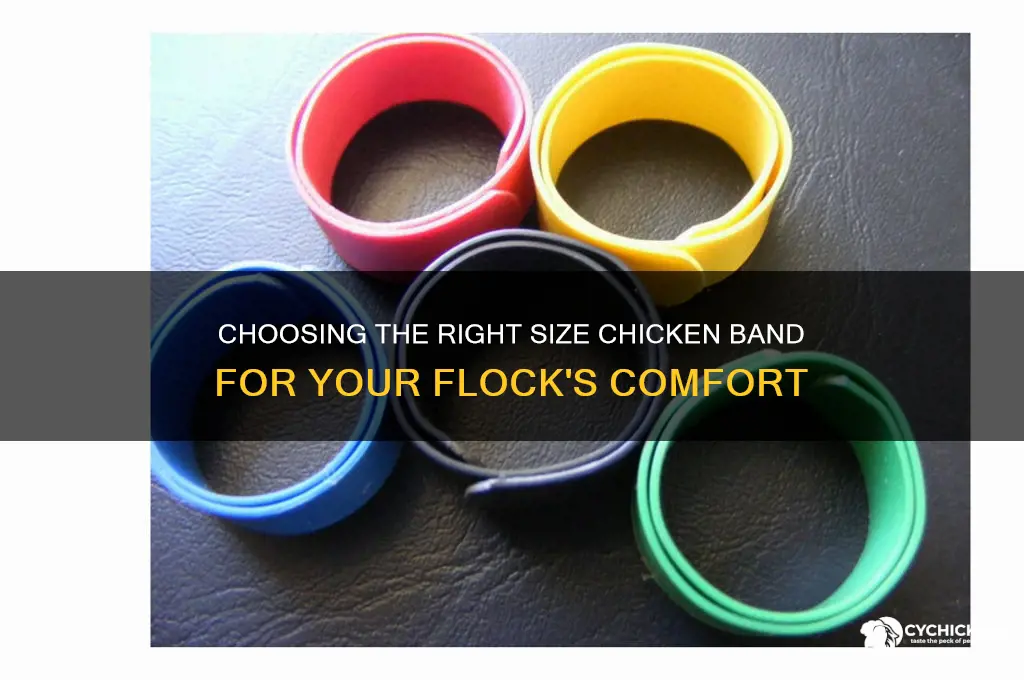 how big should a chicken band be