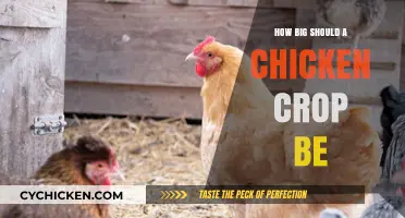 Understanding the Ideal Chicken Crop Size for Healthy Digestion