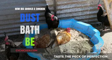Ideal Chicken Dust Bath Size: A Guide for Happy, Healthy Hens