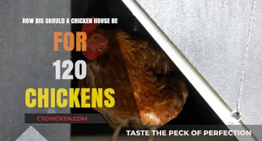 Spacious Chicken House: Ideal Sizing for 120 Birds
