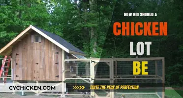 Ideal Chicken Lot Size: Planning the Perfect Space for Your Flock