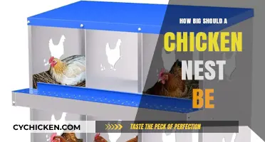 Optimal Chicken Nest Size: Creating Comfortable Egg-Laying Spaces
