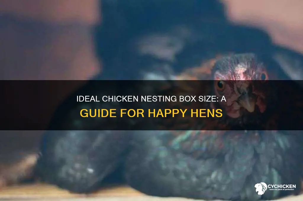how big should a chicken nesting box be