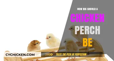 Optimal Chicken Perch Size: A Guide for Happy, Healthy Hens