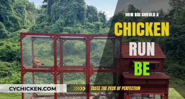 Ideal Chicken Run Size: Space Requirements for Happy, Healthy Hens