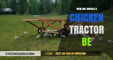 Choosing the Right Chicken Tractor Size for Happy, Healthy Hens