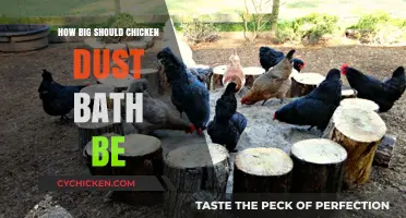 Optimal Size for Chicken Dust Baths: A Practical Guide