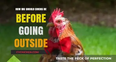 When Can Chicks Go Outside? Size and Safety Tips